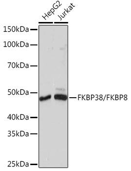 FKBP38/FKBP8 Rabbit Monoclonal Antibody