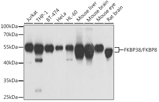 FKBP38/FKBP8 Rabbit Polyclonal Antibody