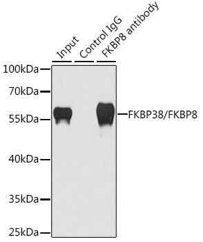 FKBP38/FKBP8 Rabbit Polyclonal Antibody - Image 3