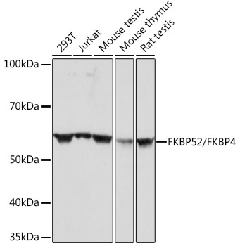 FKBP52/FKBP4 Rabbit Monoclonal Antibody