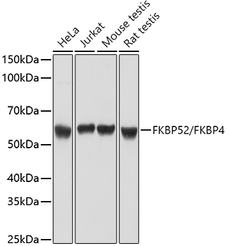 FKBP52/FKBP4 Rabbit Polyclonal Antibody
