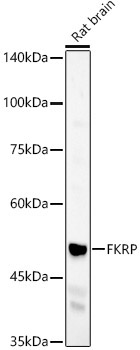FKRP Rabbit Polyclonal Antibody