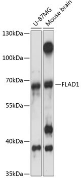 FLAD1 Rabbit Polyclonal Antibody