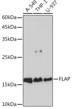 FLAP Rabbit Monoclonal Antibody