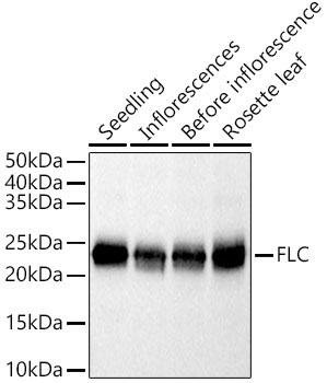 FLC Rabbit Polyclonal Antibody