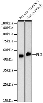 FLG Rabbit Monoclonal Antibody