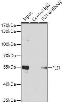 FLI1 Rabbit Polyclonal Antibody - Image 2