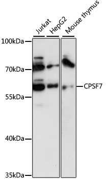FLJ12529 Rabbit Polyclonal Antibody
