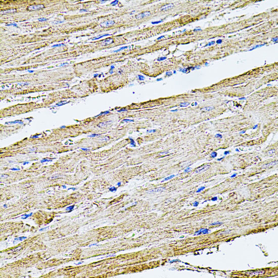 FLNB Rabbit Polyclonal Antibody - Image 2