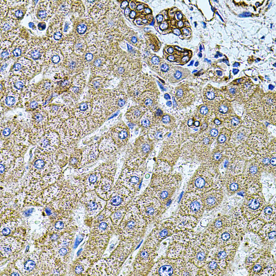 FLNB Rabbit Polyclonal Antibody - Image 3
