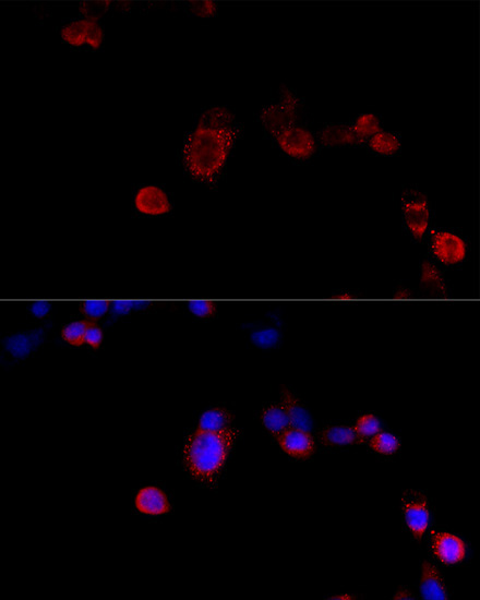 FLNB Rabbit Polyclonal Antibody - Image 7