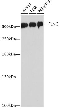 FLNC Rabbit Polyclonal Antibody