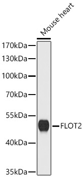 FLOT2 Rabbit Polyclonal Antibody