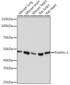 Flotillin 1 Rabbit Monoclonal Antibody - Image 2