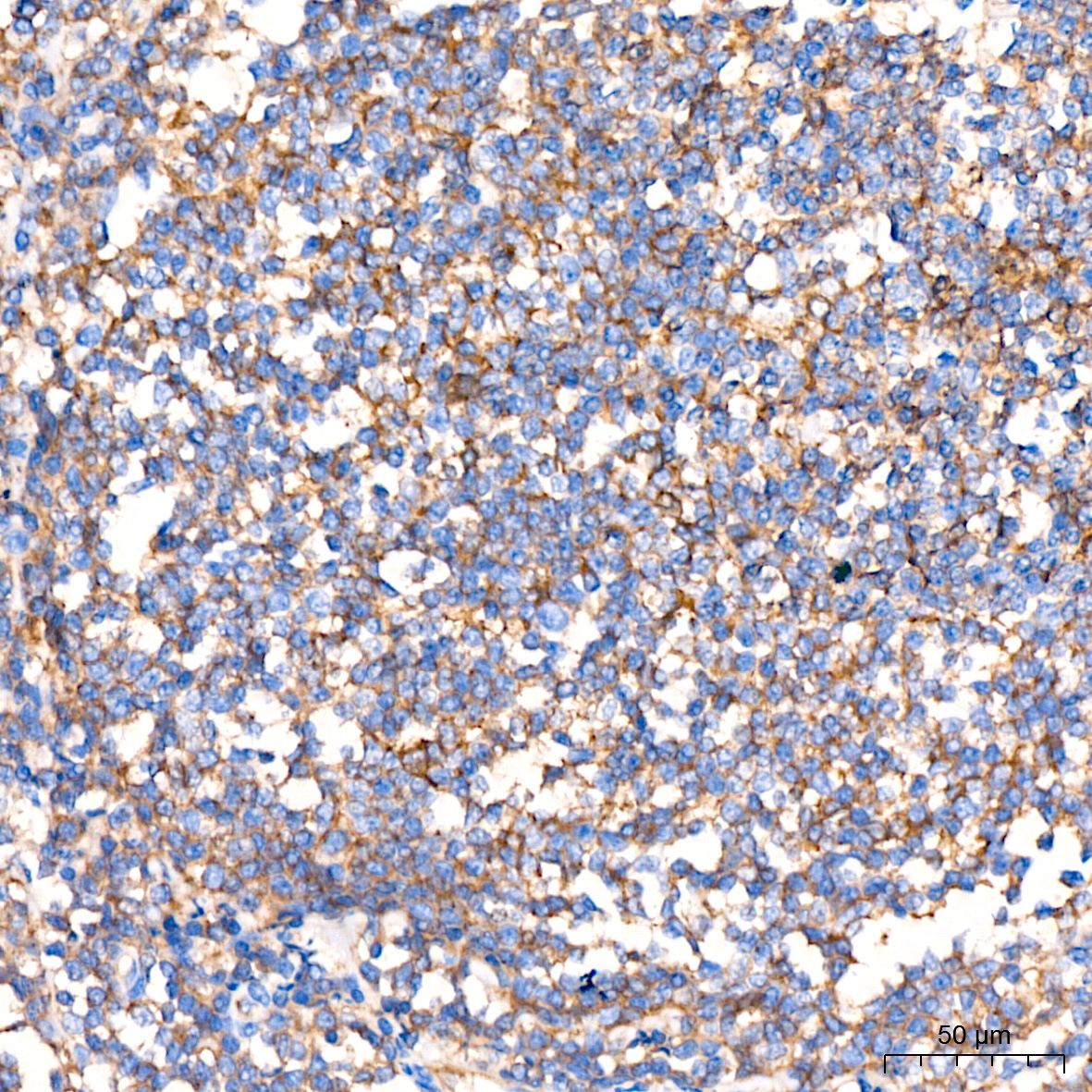 Flotillin 1 Rabbit Monoclonal Antibody - Image 5