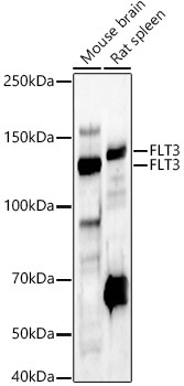 FLT3 Rabbit Polyclonal Antibody