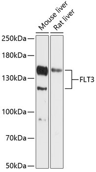 FLT3 Rabbit Polyclonal Antibody