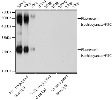 Fluorescein Isothiocyanate/FITC Rabbit Polyclonal Antibody