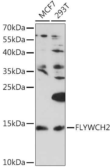 FLYWCH2 Rabbit Polyclonal Antibody