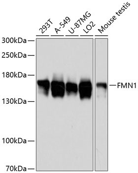 FMN1 Rabbit Polyclonal Antibody