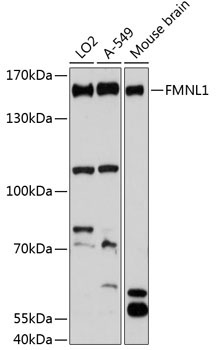 FMNL1 Rabbit Polyclonal Antibody