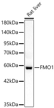 FMO1 Rabbit Polyclonal Antibody