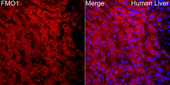 FMO1 Rabbit Polyclonal Antibody - Image 2