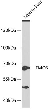 FMO3 Rabbit Polyclonal Antibody