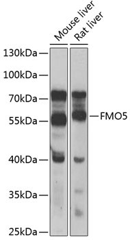 FMO5 Rabbit Polyclonal Antibody