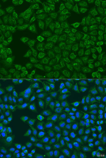 FMO5 Rabbit Polyclonal Antibody - Image 2