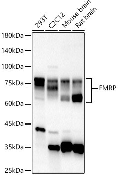 FMRP Rabbit Polyclonal Antibody