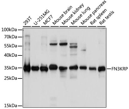 FN3KRP Rabbit Polyclonal Antibody