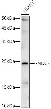 FNDC4 Rabbit Polyclonal Antibody
