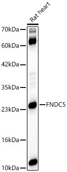 FNDC5 Rabbit Polyclonal Antibody