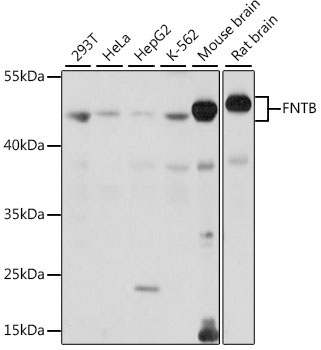FNTB Rabbit Polyclonal Antibody