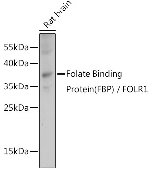 Folate Binding Protein(FBP) / FOLR1 Rabbit Polyclonal Antibody