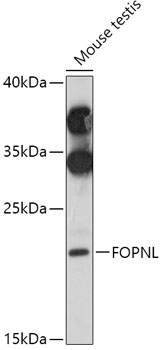 FOPNL Rabbit Polyclonal Antibody
