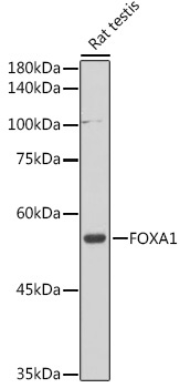 FOXA1 Rabbit Polyclonal Antibody