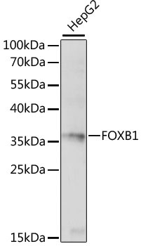 FOXB1 Rabbit Polyclonal Antibody