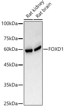 FOXD1 Rabbit Polyclonal Antibody