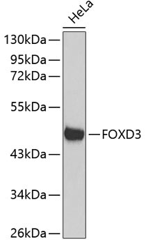 FOXD3 Rabbit Polyclonal Antibody