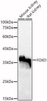 FOXI1 Rabbit Polyclonal Antibody
