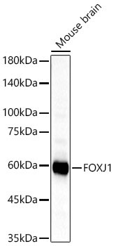 FOXJ1 Rabbit Polyclonal Antibody