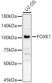FOXK1 Rabbit Polyclonal Antibody