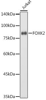 FOXK2 Rabbit Polyclonal Antibody