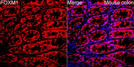 FOXM1 Rabbit Polyclonal Antibody - Image 2