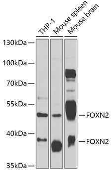 FOXN2 Rabbit Polyclonal Antibody