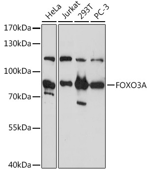 FOXO3A Rabbit Polyclonal Antibody