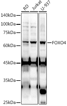 FOXO4 Rabbit Polyclonal Antibody