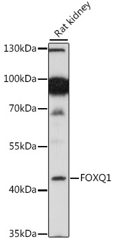 FOXQ1 Rabbit Polyclonal Antibody